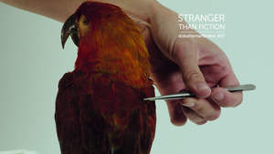 Archiv der Zukunft | Stranger Than Fiction