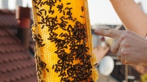Bienenwachs