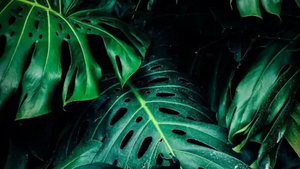 BOTANIC BEATS