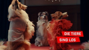 Shorts Attack: Die Tiere sind los