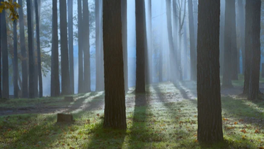 Nachtwanderung. Den Wald bei Nacht erleben
