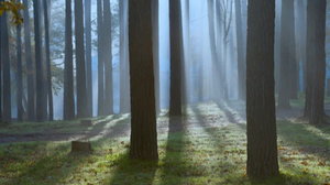 Nachtwanderung. Den Wald bei Nacht erleben