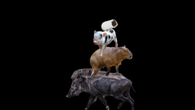 Doppelkopfturnier: Cup der Superschweine