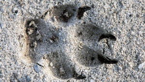 Workshop “Wildlife Tracking” (Fährtenlesen)