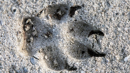Workshop “Wildlife Tracking” (Fährtenlesen)