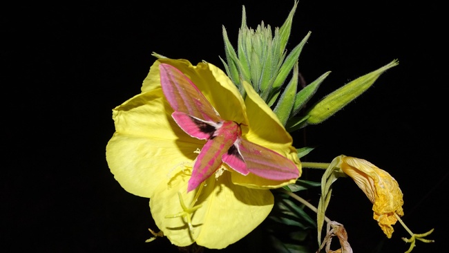 Nachtfalter des Spreeparks