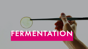 Fermentation für Fortgeschrittene
