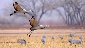 Vortrag: Geheimnisse des Vogelzugs. Wie digitale Methoden der Tierbeobachtung helfen