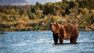 KANADA UND ALASKA - Into the Wild