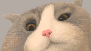 Meg, die vergessliche Katze