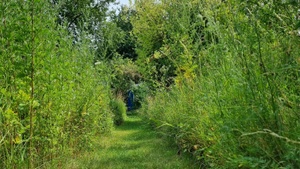 Großer Wildkräuterspaziergang - Wildkräuterei Köln