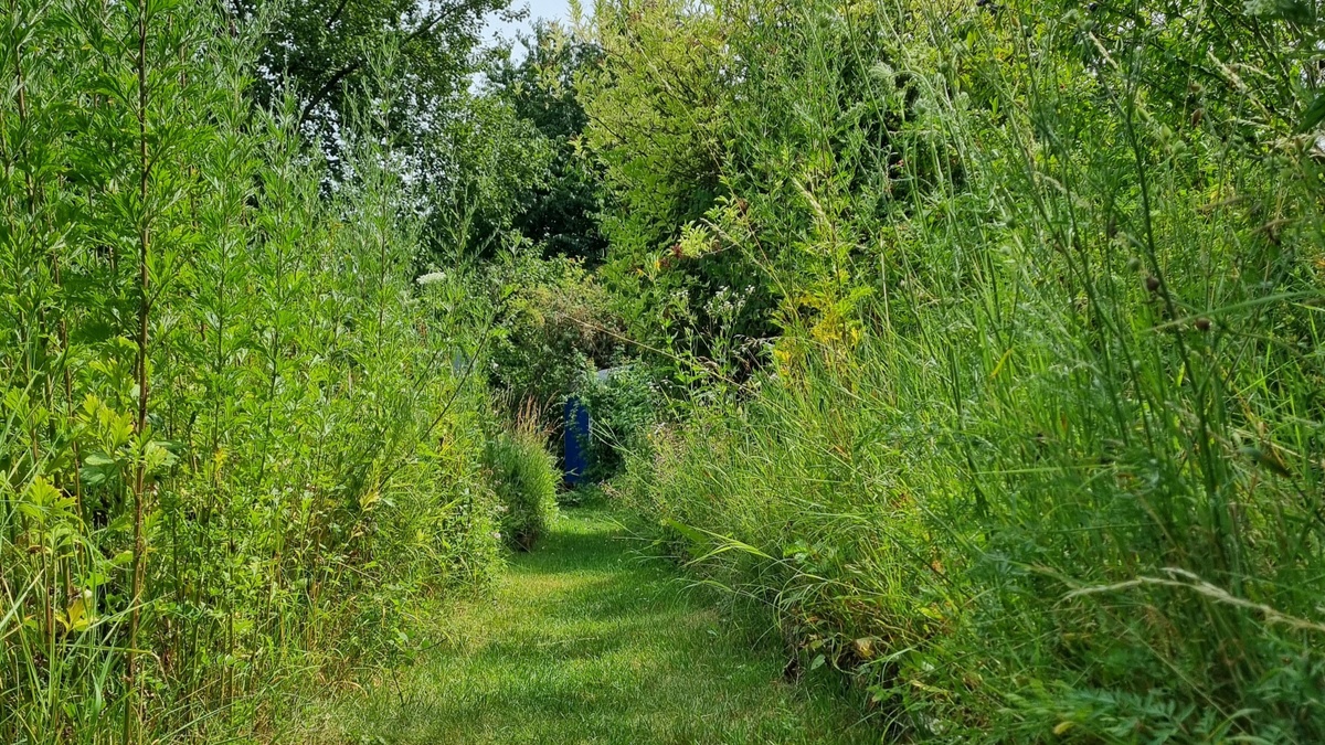 Großer Wildkräuterspaziergang - Wildkräuterei Köln
