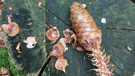 Wildes Brühl - für Familien