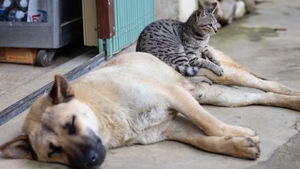 Nachmittag der offenen Tür im Tierheim