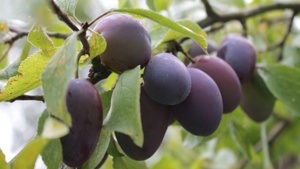 Zwetschgenmarmelade kochen