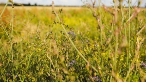 Lebensraum Wiese - Rendezvous mit Feuerfalter und Glatthafer
