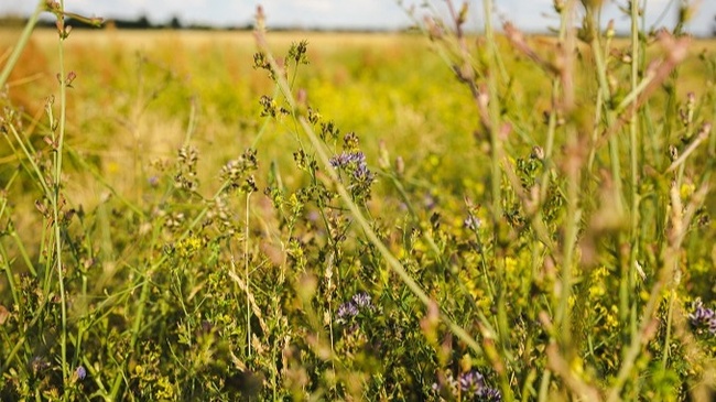 Lebensraum Wiese - Rendezvous mit Feuerfalter und Glatthafer