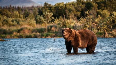 KANADA UND ALASKA - Into the Wild
