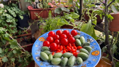 Erfolgreich den Balkon begrünen, Sommergemüse ernten und die Artenvielfalt fördern. Erfolgreicher Anbau von Obst, Salaten, Gemüse und Kräutern in bunter Mischkultur.