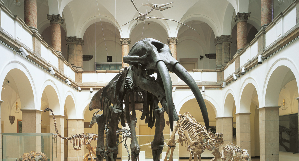 Familiensonntag im PALÄONTOLOGISCHEN MUSEUM MÜNCHEN