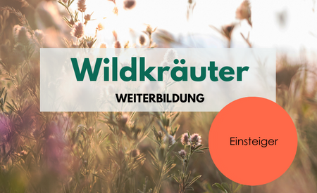 Wildkräuter Weiterbildung für Einsteiger*innen