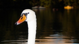 Gastausstellung: WONACH WIR SCHAUEN