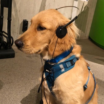 Doggy-Tour (Führung mit Hund)