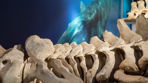 Feierabendführungen - Spezial: Verwandt, vererbt, verändert - ein Abend mit der Evolutionstheorie