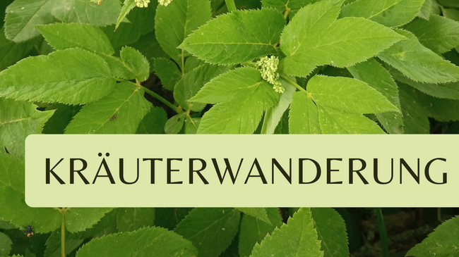 Kräuterwanderung Zeisigwald