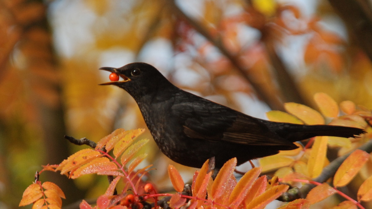 Titelbild der Veranstaltung Reich gedeckter Tisch für die Vogelwelt