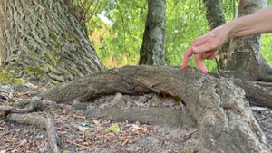 Bewegter Spaziergang