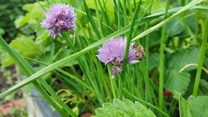 Gartlworkshop auf der Leseterrasse