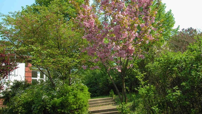 Stadtgrün ist „soziale Tat“ – Alleen, Kleingärten und Parks in Altona-Nord