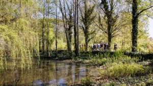 Waldwunder im Plänterwald