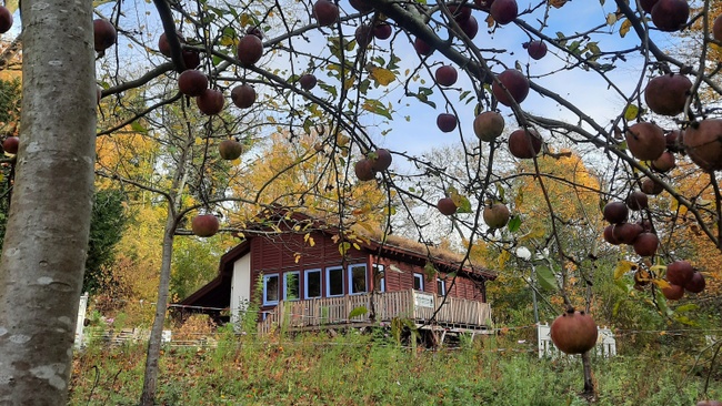 NEU 2026 – Führung über die herbstliche Naturschutzinsel