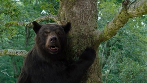 COCAINE BEAR