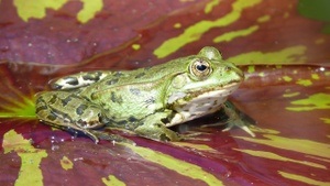 Gewässerökologische Führung