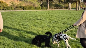 WALK & TALK - mit Hunden