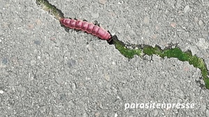 Schlachtgewicht und Benzindampf. Ein Abend mit der parasitenpresse.