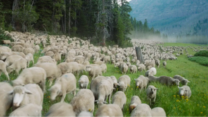 arsenal on location – Sommerkino: SWEETGRASS