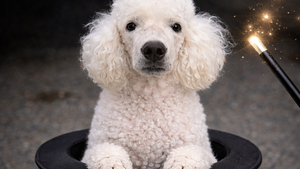 Fiffi aus dem Hut, die Zaubershow