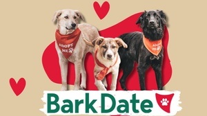 Bark Date - Finde deinen neuen Besten Freund