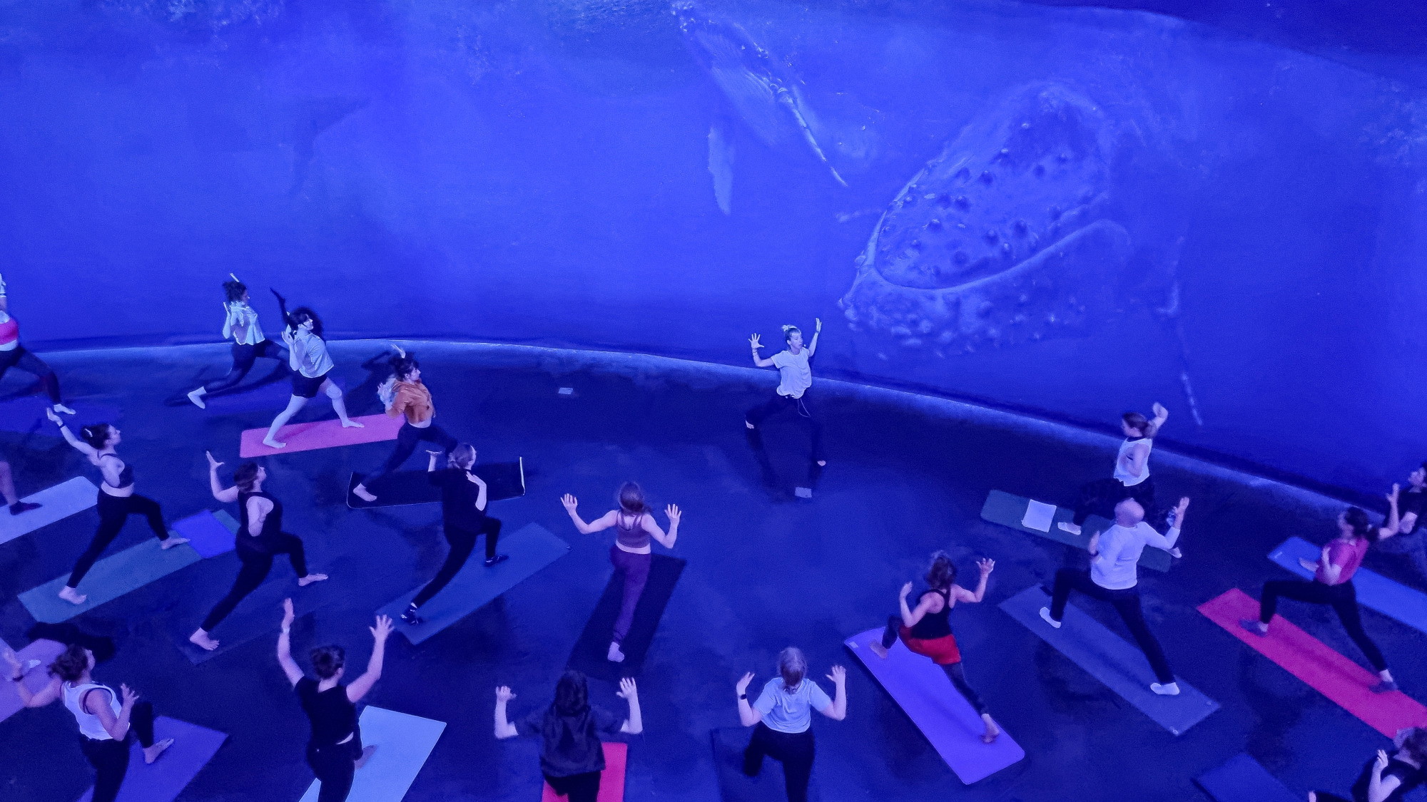 Panorama Yoga Experience