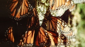 Mariposa Monarca – Ein Schmetterling als Migrant
