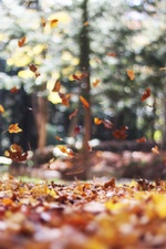 Herbstflohmarkt