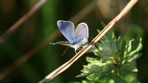 Wildes Leben in der Heide -  Entdeckungstour für Familien
