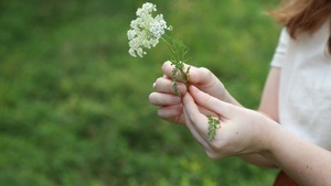 Frühlingskräuter-Workshop