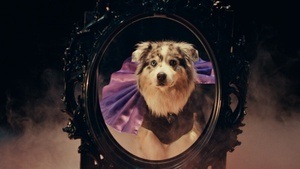 INTERFILM 41: Animals!