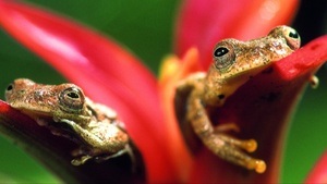 Borneo - Wunderwelt im Verborgenen