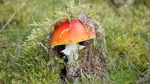 Stadtwildnis entdecken im Herbst